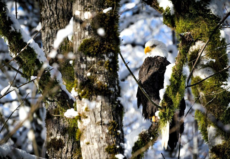 Bald Eagle resting on a tree branch on Sunwolf Eagle Float Squamish Photo courtesy Sunwolf.net