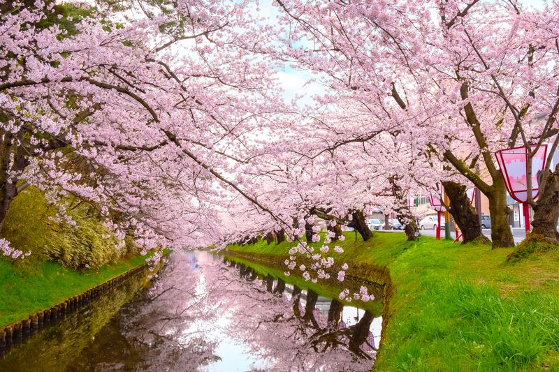 Cherry Blossoms in bloom at at Hirosaki park