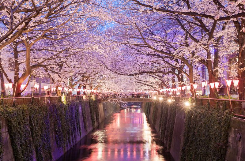 Tokyo sakura cherry blossoms at night Nakameguro Tokyo