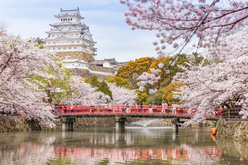 Japan Himeji castle with sakura cherry blossoms