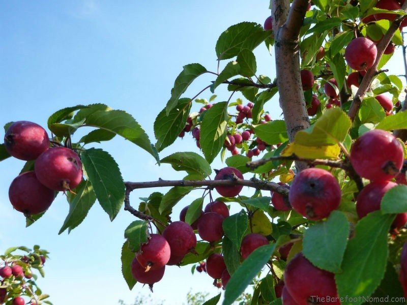 Crabapples at Tranquille Farm Fresh Kamloops