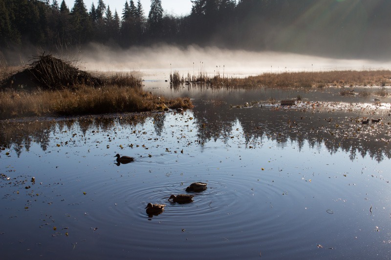 Ducks on Misty Beaver Lake Stanley Park Vancouver